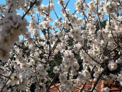 Premiers frémissements du printemps